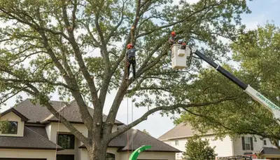 Arborist performing professional tree pruning in Chicago, IL for healthy residential trees