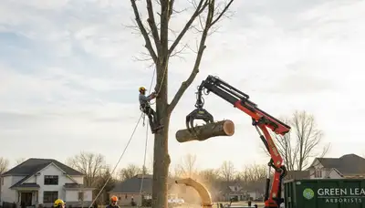 Professional tree removal service in Chicago IL removing large oak tree safely