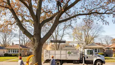 Professional tree removal service in Chicago IL by certified arborists from Tree Services in Chicago