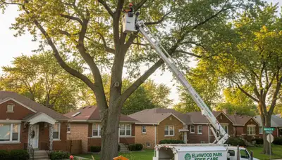 Professional tree removal service team in Chicago IL safely cutting and clearing large oak tree