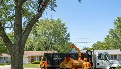 Professional tree removal service in Chicago IL by certified arborists at treeservicesinchicago.com