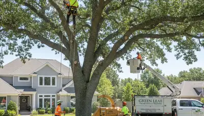 Professional tree trimming service in Chicago, IL improving tree health and property safety