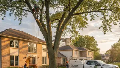 Professional tree removal service in Chicago IL safely cutting and clearing large oak tree