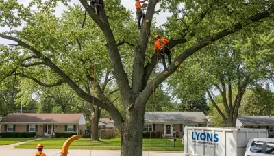 Professional tree removal service in Chicago IL by certified arborists