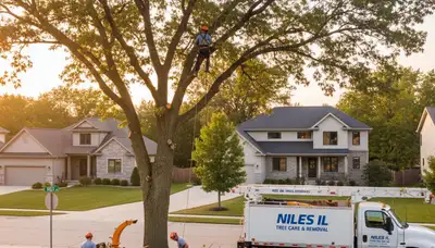 Professional tree removal services in Chicago IL by certified arborists