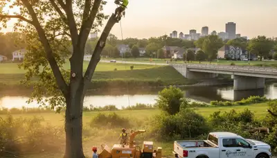 Professional tree removal service in Chicago IL safely cutting and clearing large trees