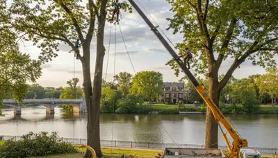 Professional tree removal service in Chicago IL by certified arborists | TreeServicesInChicago.com