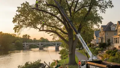 Professional tree removal service in Chicago IL by certified arborists