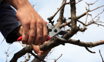 Tree Pruning in Chicago IL Tree Pruning Services in Chicago IL Quality Tree Pruning in Chicago IL