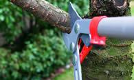 Tree Pruning Services in Chicago IL