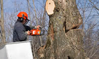 Tree Removal in Chicago IL