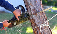 Tree Trimming in Chicago IL